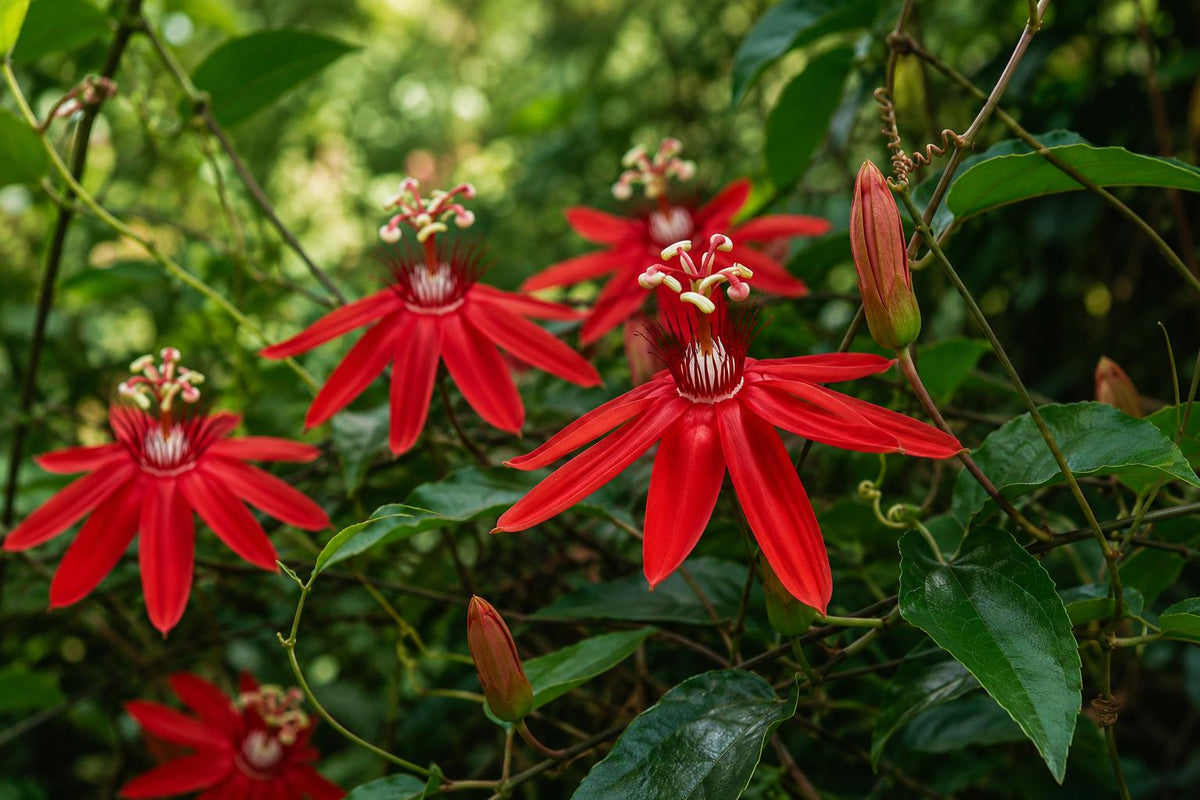 Scarlet Flame Red Passion Flower Vine Live Plant - Passiflora Hybrid - Tropical Red Blooms for Garden or Indoor Display