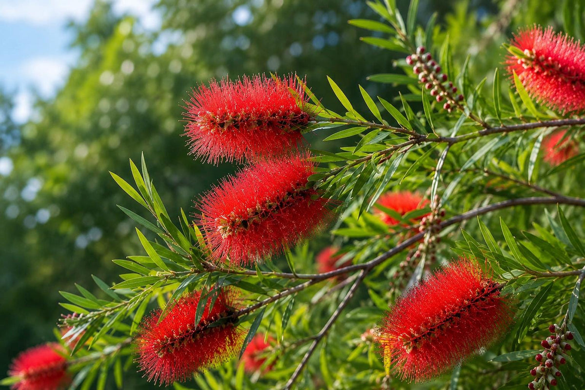 Dwarf Bottlebrush Tree Plant - Little John - Miniature Callistemon viminalis Bonsai in 4-inch Pot