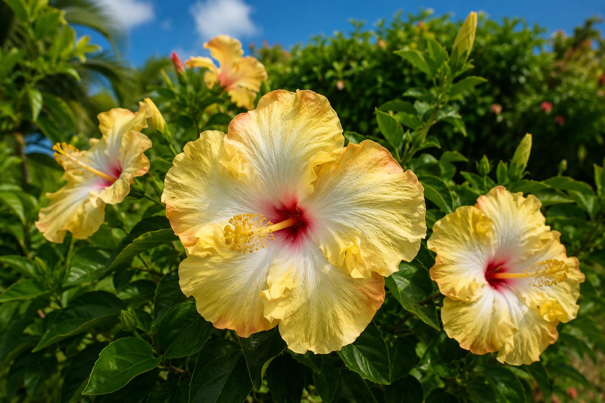 Evangeline Tropical Hibiscus Live Plant 4" Pot | Hibiscus rosa-sinensis | Bright Fancy Blooms for Garden & Patio
