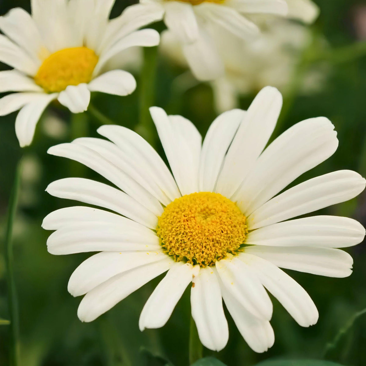 Shasta Daisy Bare Root Flower Plant – Perennial White Garden Daisy, Full Sun, Well-Drained Soil, Pollinator-Friendly, 1 Count