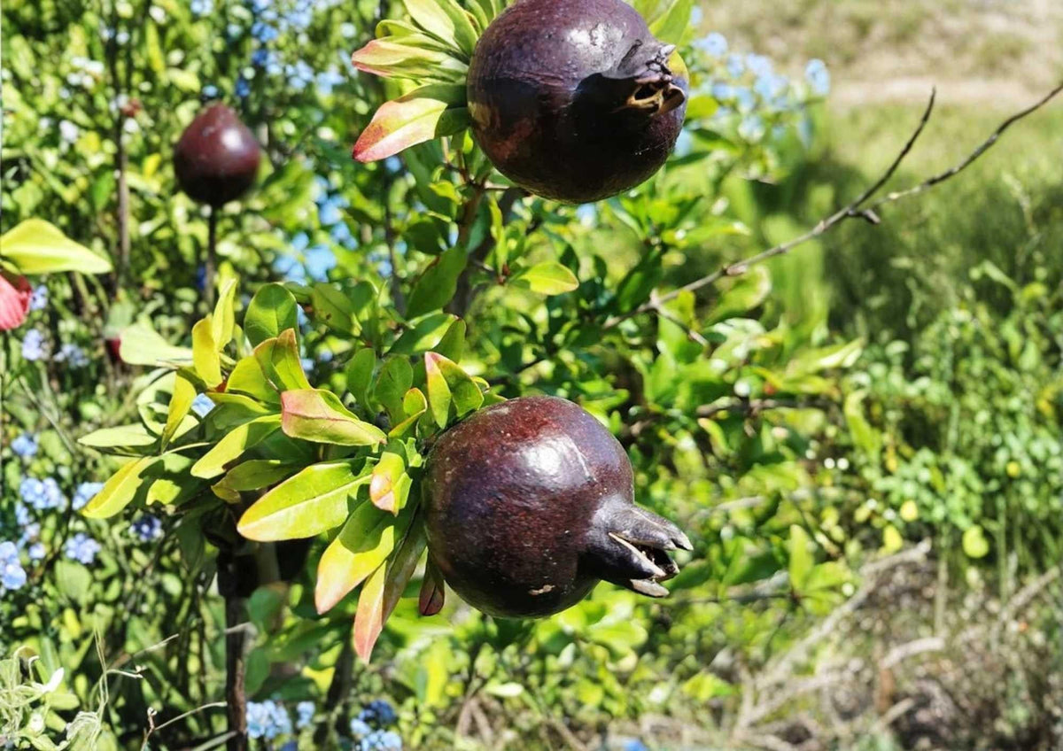 Black Pomegranate Live Fruit Tree – Punica granatum – 10–24 Inches Tall, Edible Landscape, Backyard Orchard, Warm Climate Plant