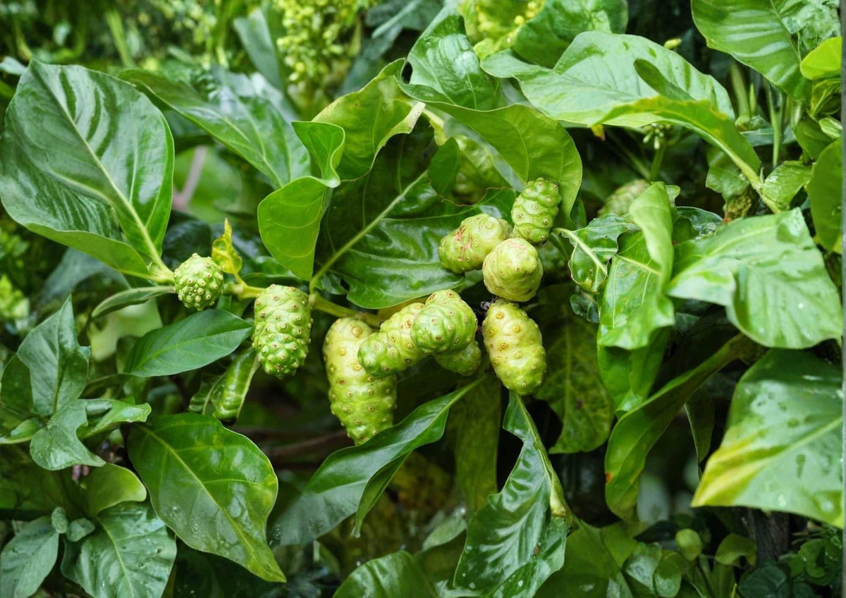 Noni Live Fruit Tree – Morinda citrifolia – Tropical Edible Plant – 12-24 Inches Tall Seedling
