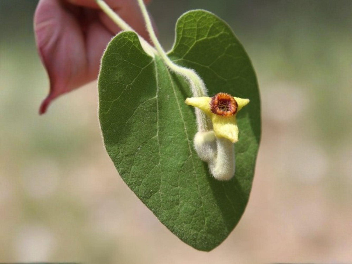 Wooly Dutchmans Pipevine Seeds - Aristolochia tomentosa Native Climbing Vine for Butterfly & Pollinator Gardens