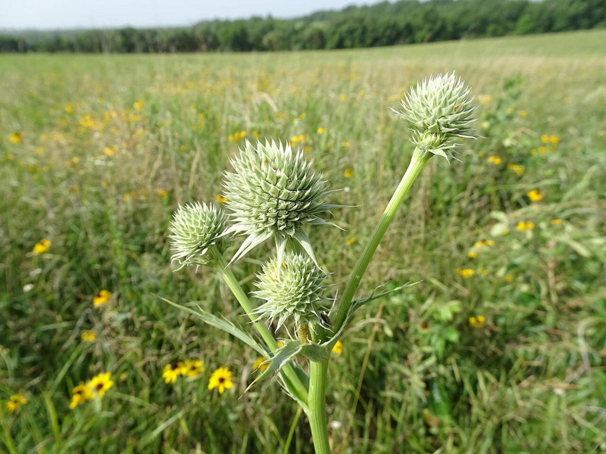Rattlesnake Master Seeds - Native Prairie Wildflower, Eryngium yuccifolium, Drought Tolerant, Pollinator Attracting, Summer Bloom