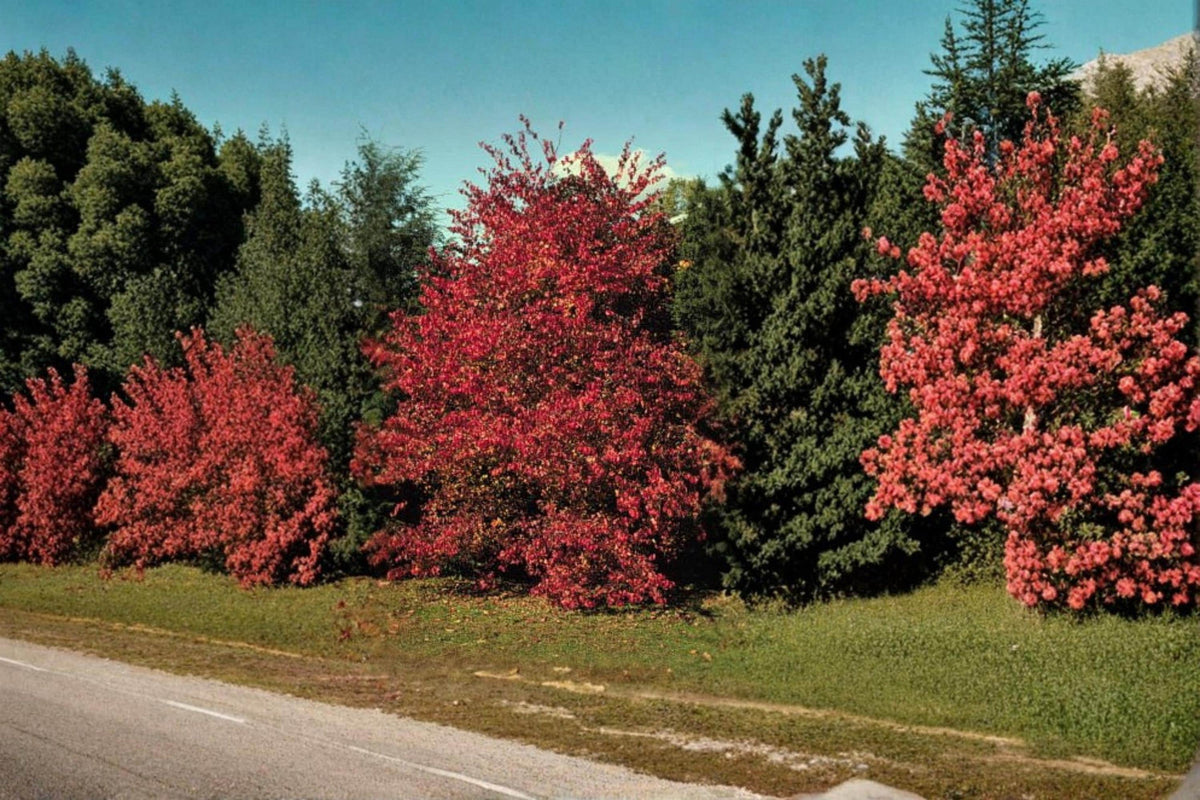 Thornless Hawthorn Seeds – Crataegus crus-galli – Ornamental Deciduous Tree for Gardens & Wildlife Landscaping