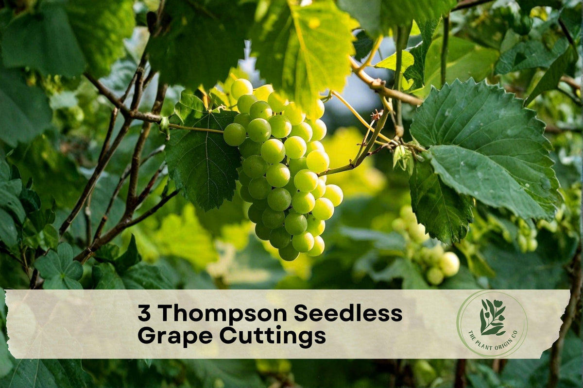 Thompson Seedless Grape Cuttings – 3 Live Unrooted Vitis vinifera Climbing Vine for Edible Landscapes & Trellises