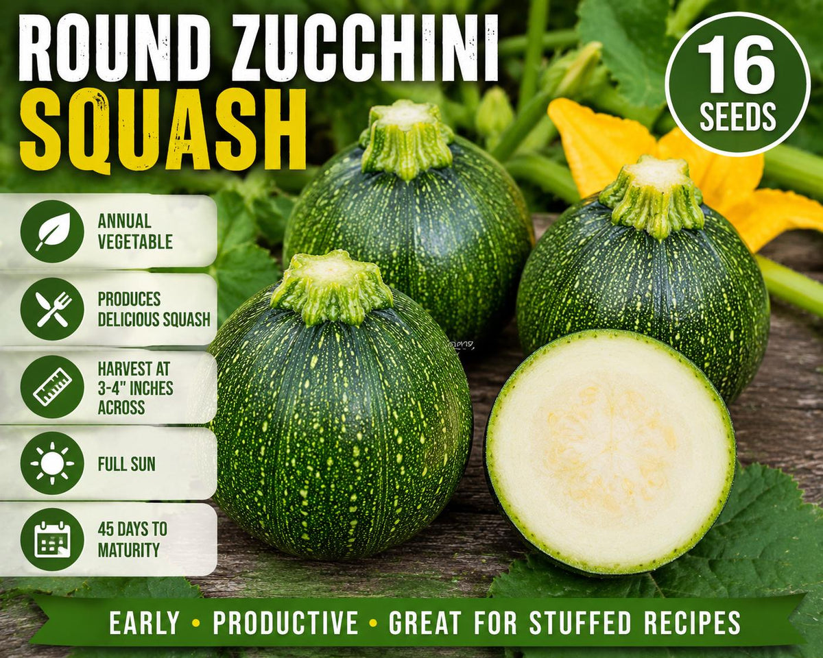 Round Zucchini Squash Seeds – Cucurbita pepo, 16 Pack, Summer Vegetable for Fresh Cooking & Stuffing