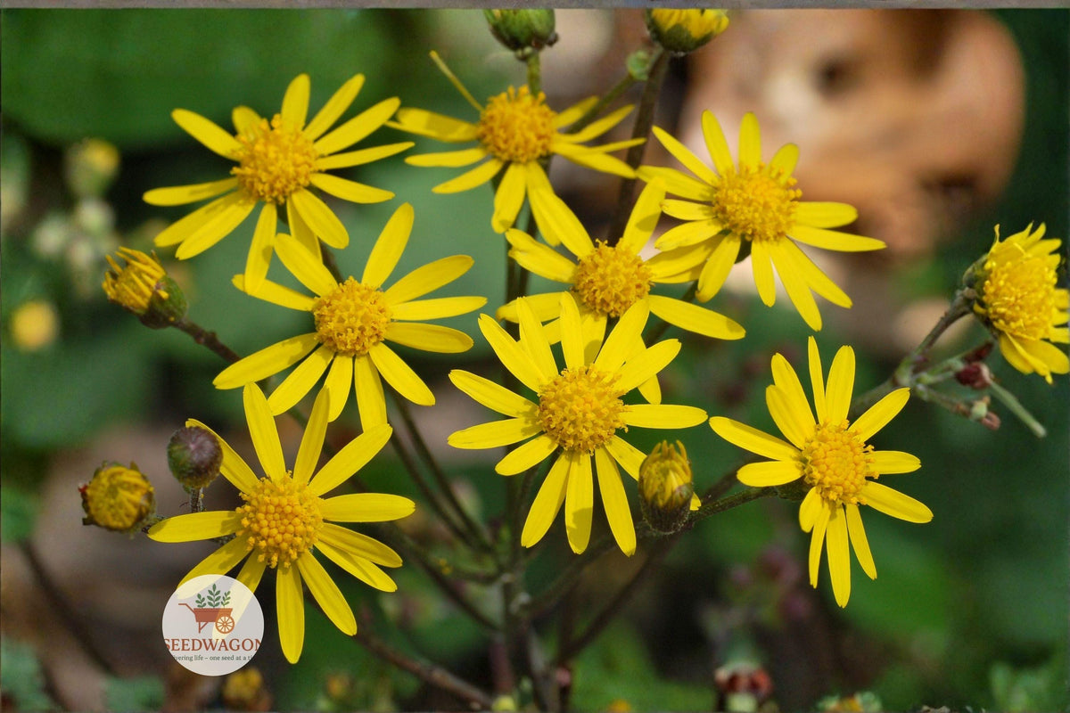 Golden Ragwort Seeds Packera aurea Native Wildflower Pollinator Groundcover for Shade Gardens, 75 Seeds