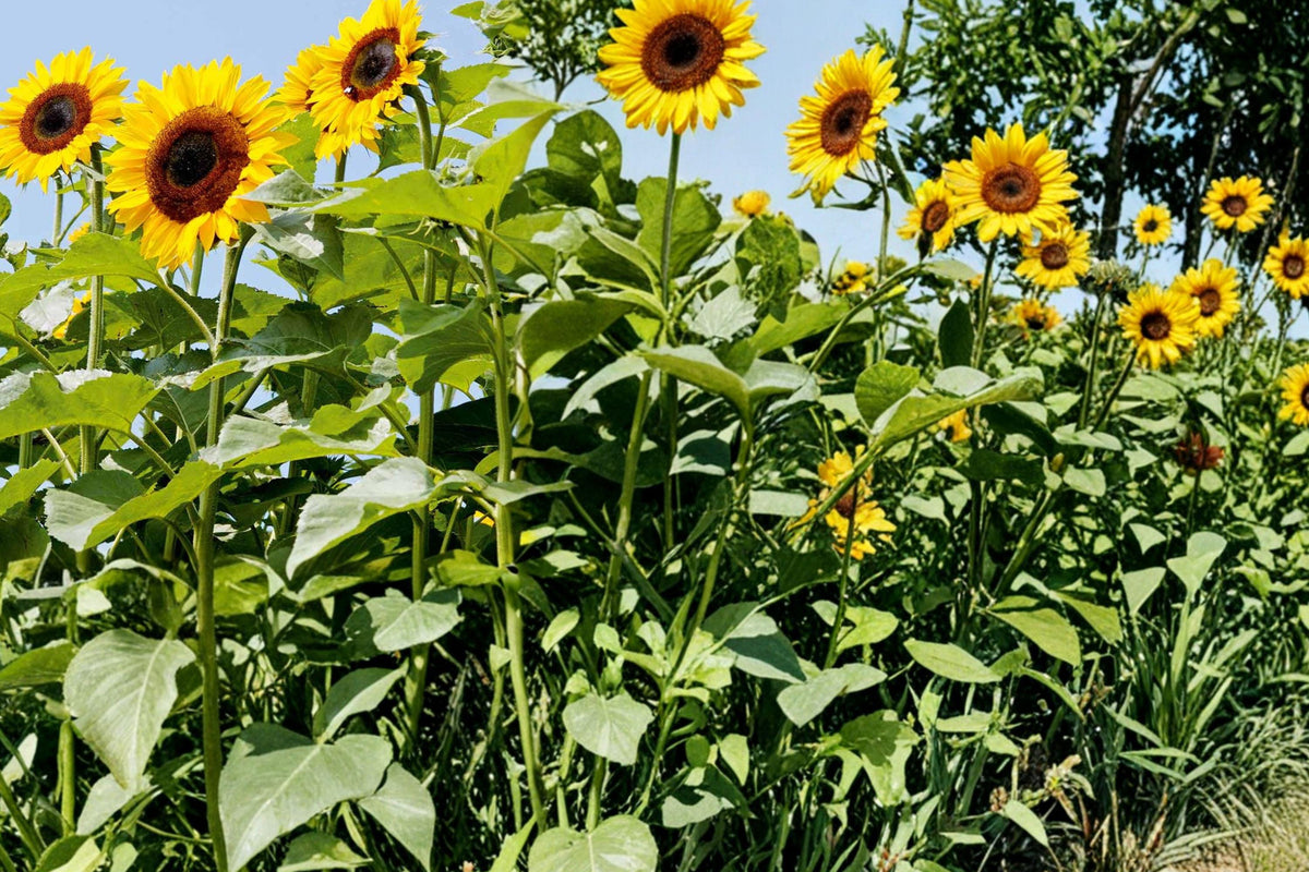 Giant Mammoth Sunflower Seeds – Large Yellow Helianthus annuus, Tall Annual Flower for Garden, Full Sun, 15 Seeds