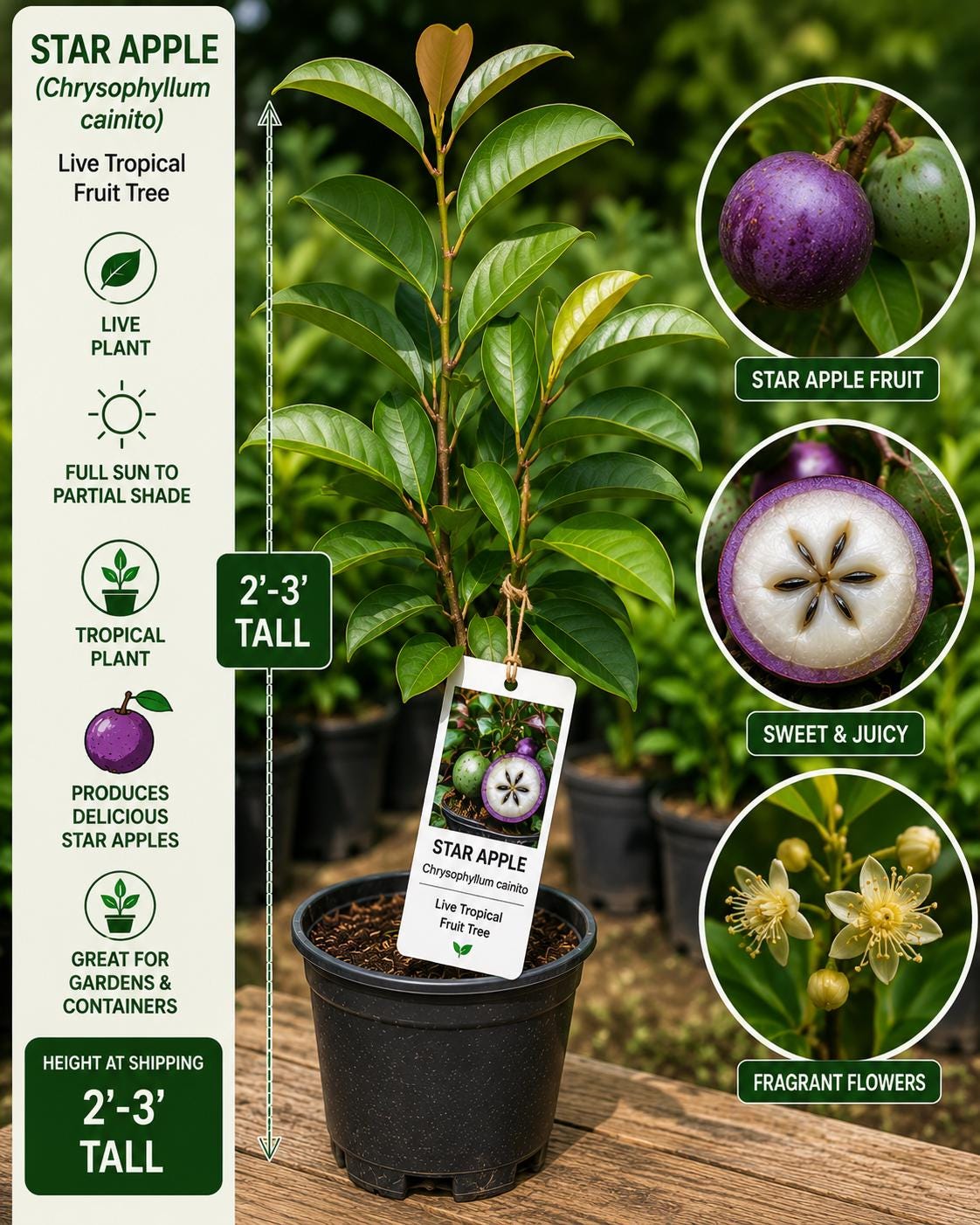 Star Apple Live Fruit Tree – Chrysophyllum cainito – Tropical Evergreen Tree, 2–3 Feet Tall, Edible Fruit, Backyard Orchard Plant