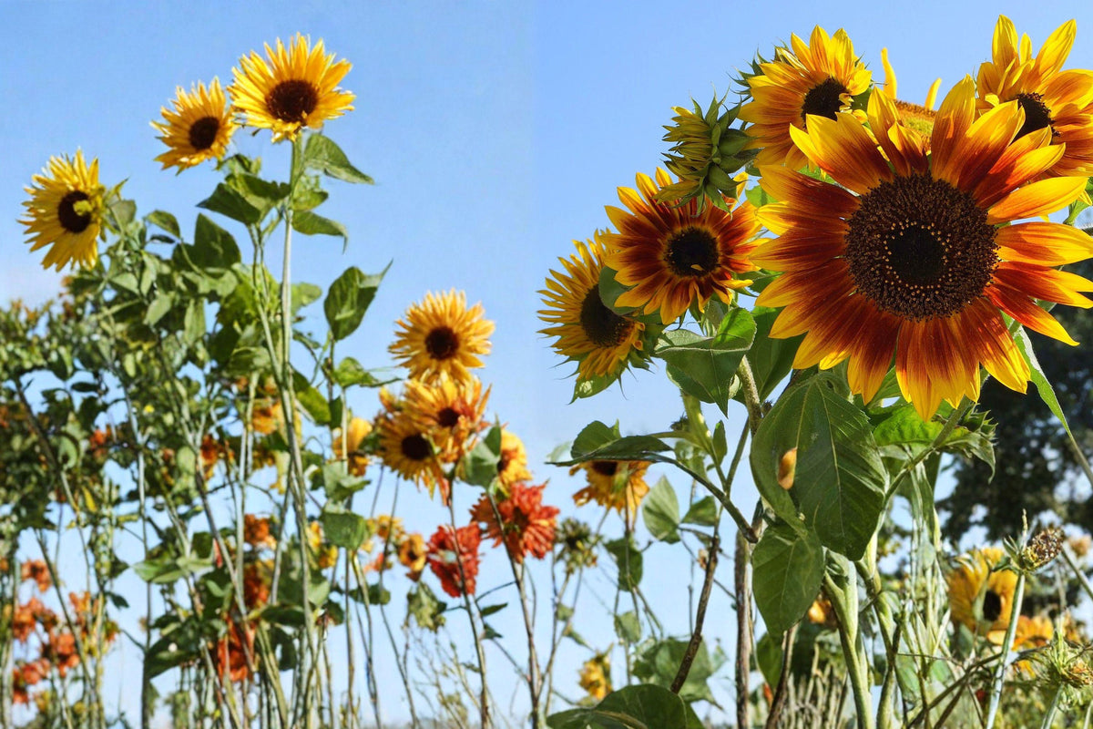 Autumn Beauty Mix Sunflower Seeds – Multi-Color Blooms, Helianthus annuus, Annual Flower, Garden, Pollinator-Friendly