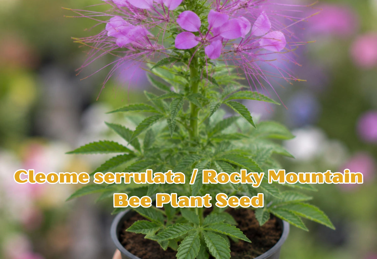 Cleome Serrulata Wildflower Seeds | Purple Rocky Mountain Bee Plant | Pollinator Garden, Native Prairie, Drought Tolerant