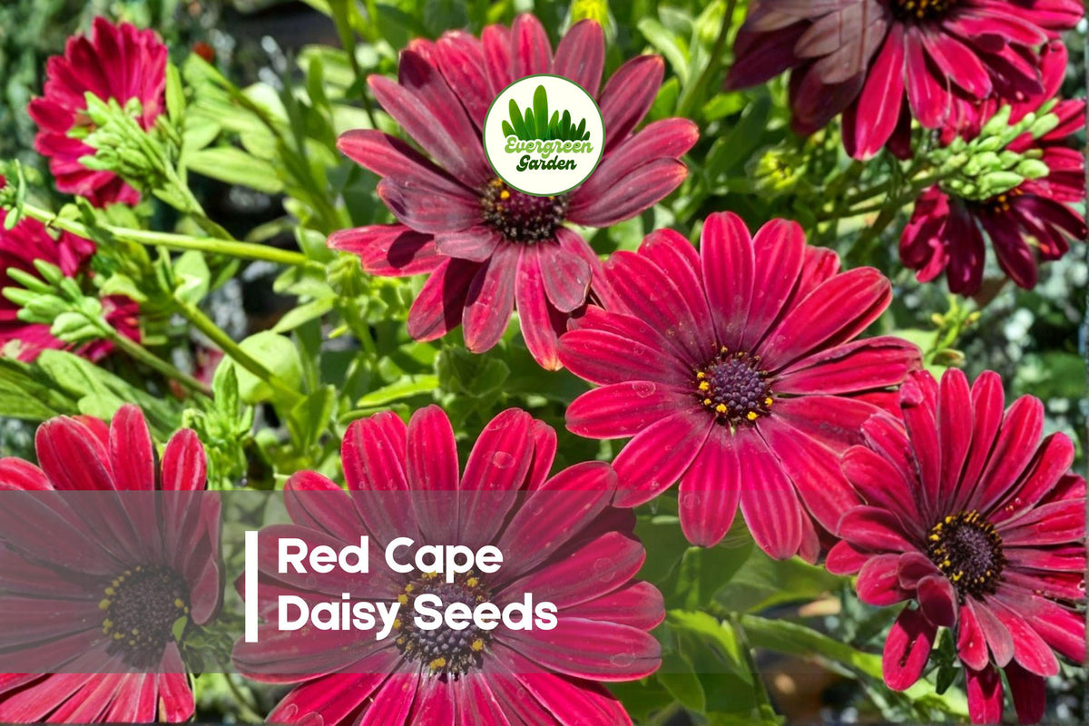 Red Cape Daisy Seeds – Bright Red Osteospermum spp. for Borders, Pots & Pollinator Gardens, Spring to Fall Bloom, 200 Seeds