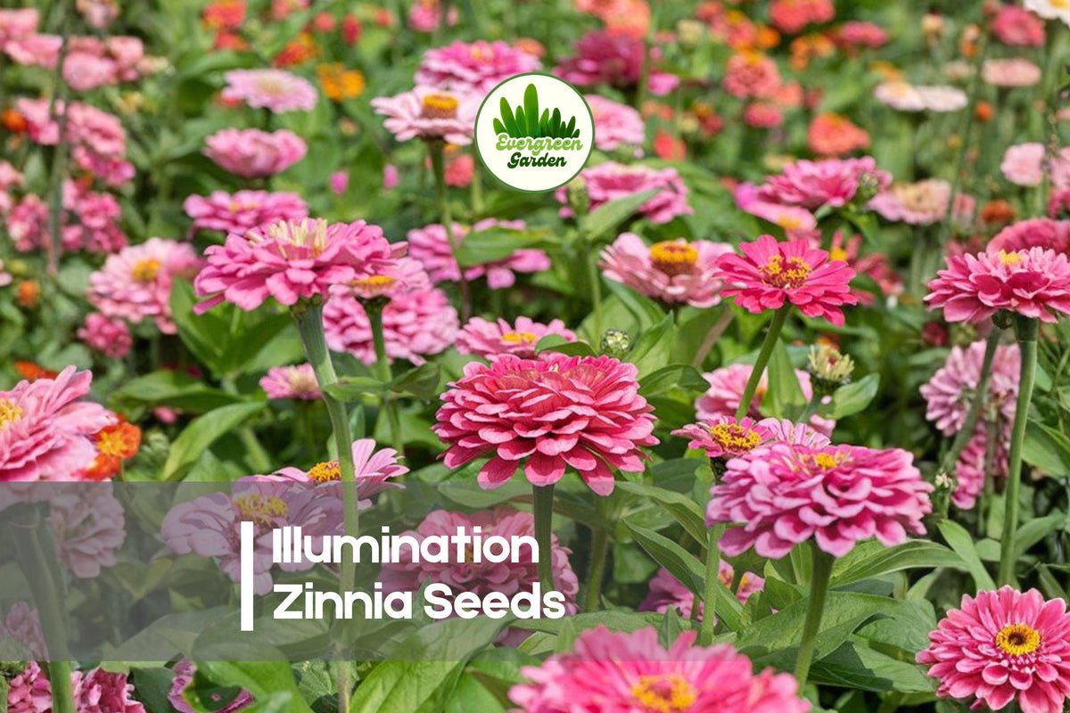 Illumination Zinnia Seeds, Bright Orange, Double Blooms, Annual Flower, Zinnia elegans, 100+ Seeds for Garden Beds & Cut Flowers