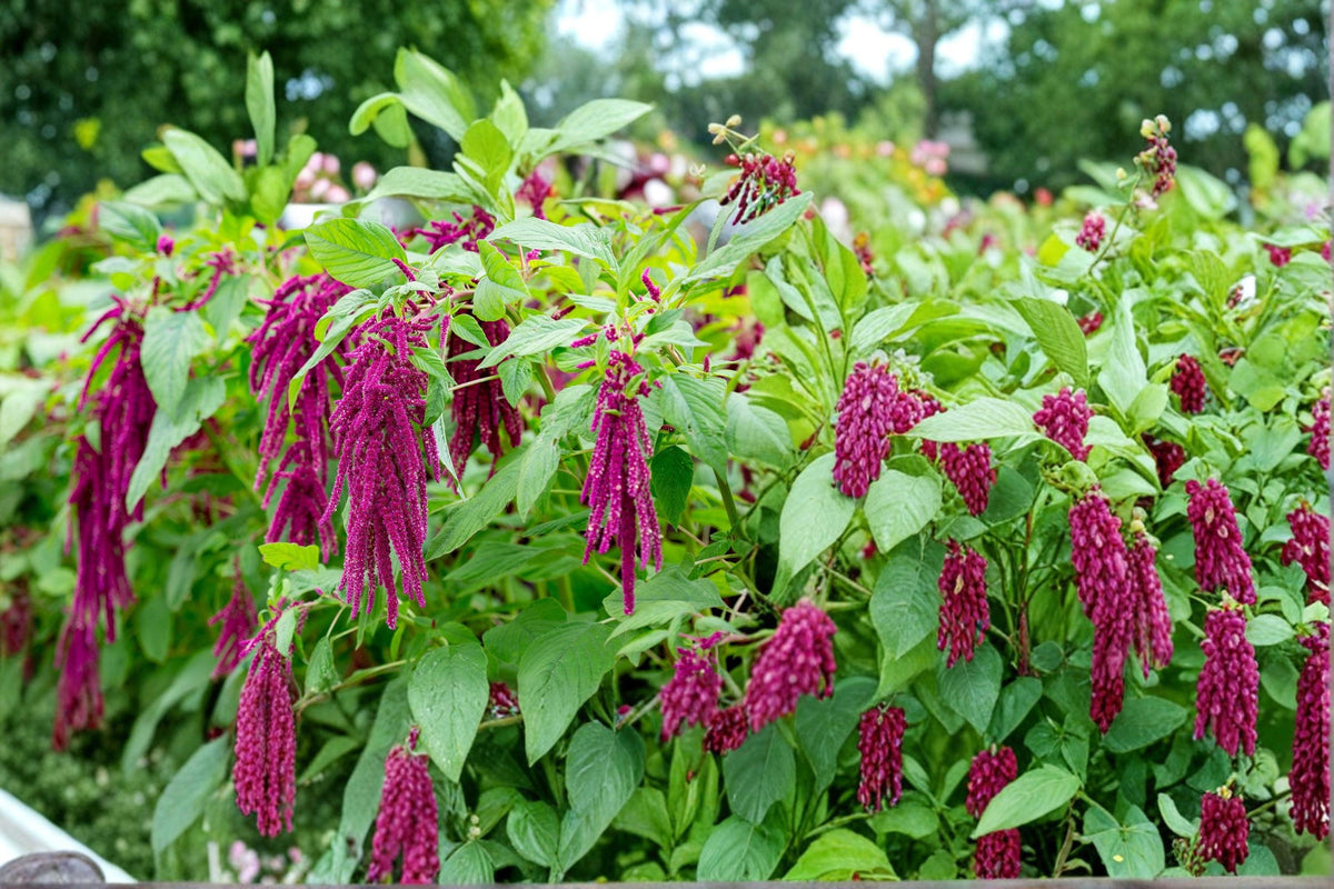 Love Lies Bleeding Seeds – Amaranthus caudatus – Red Tassel Flower Seeds for Borders & Gardens, 1155 Seeds
