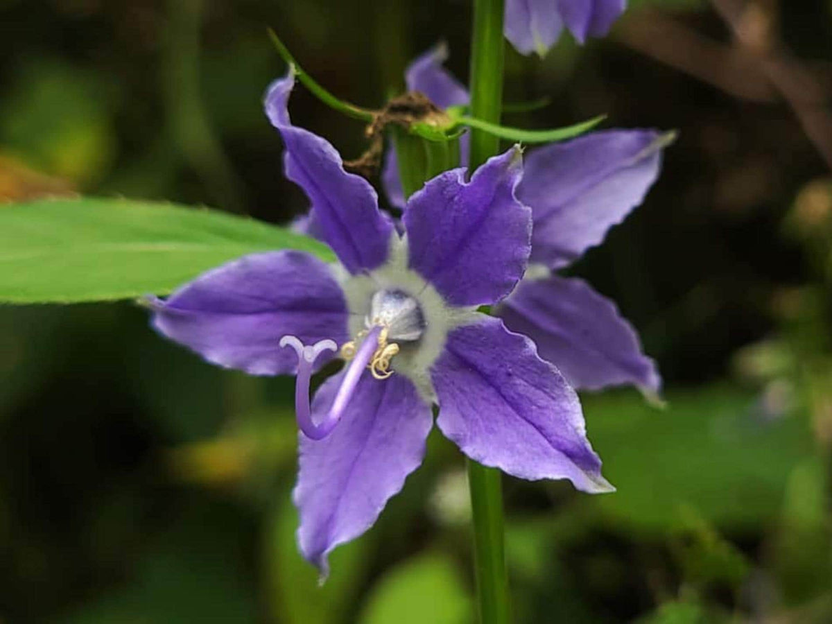 Tall Bellflower Seeds – Campanula americana Wildflower Seeds for Pollinator Gardens, Cottage Garden, Natural Landscape