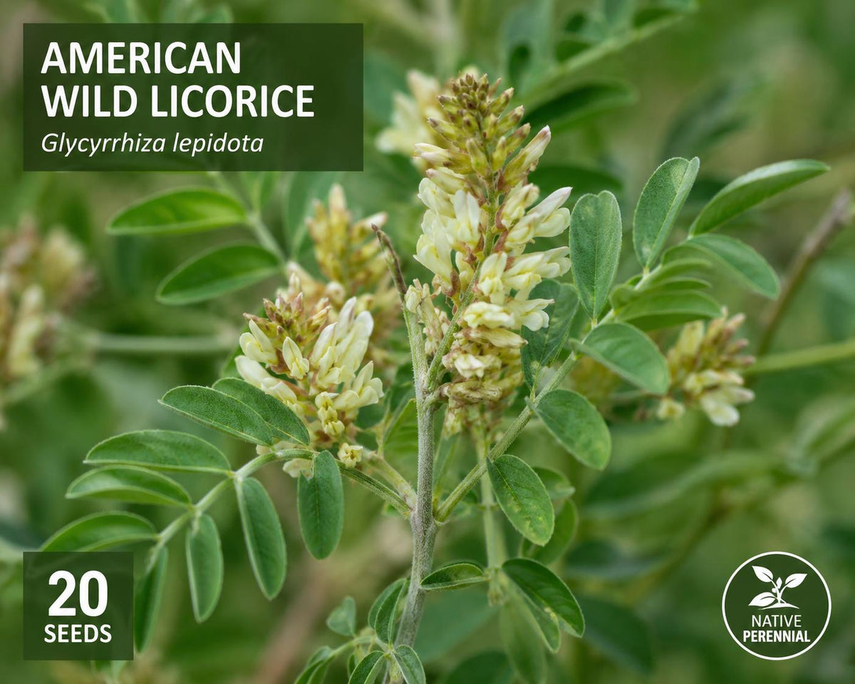 American Wild Licorice Seeds – Glycyrrhiza lepidota – Perennial Native Plant with Cream Flowers for Gardens & Restoration