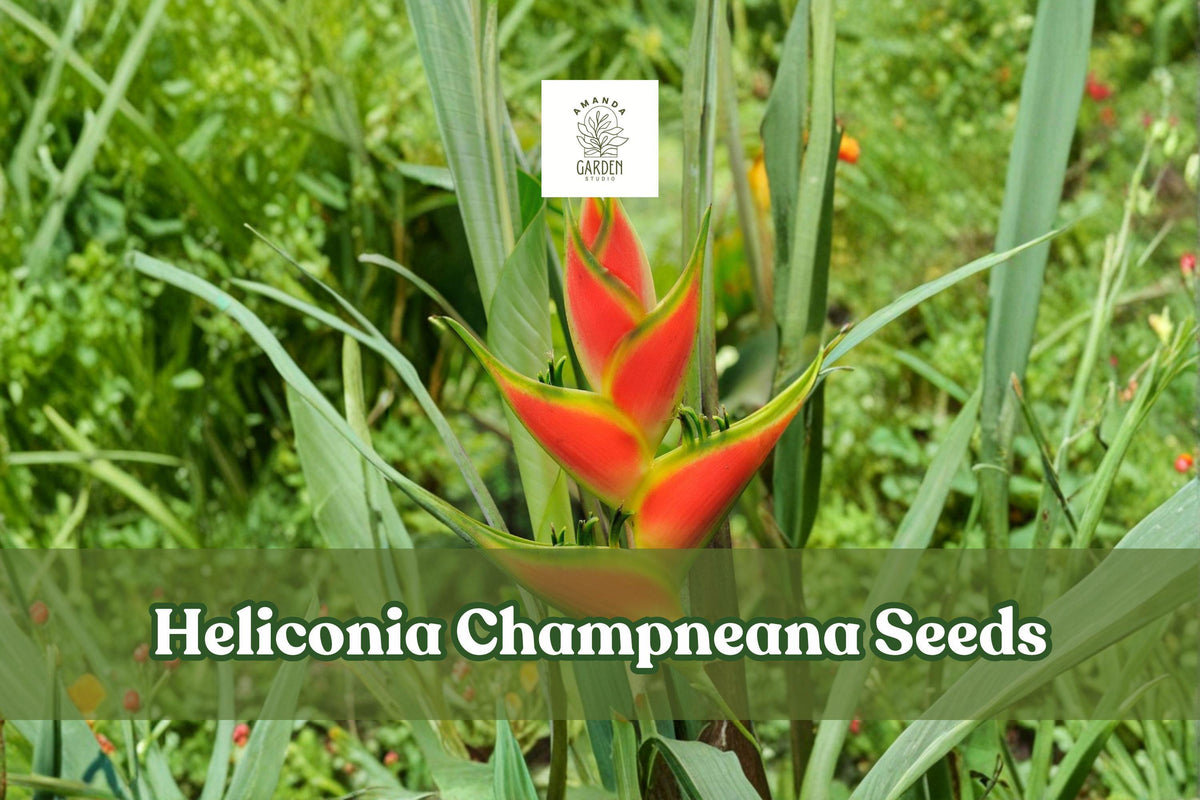 10 Heliconia champneana Seeds – Tropical Ornamental Plant with Banana-Like Foliage for Garden & Landscape