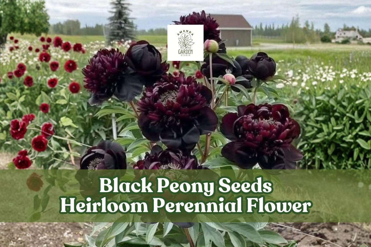 Black Peony Seeds - Heirloom Perennial Flower Seeds for Cottage Gardens, Borders & Cut Flowers - Paeonia spp.