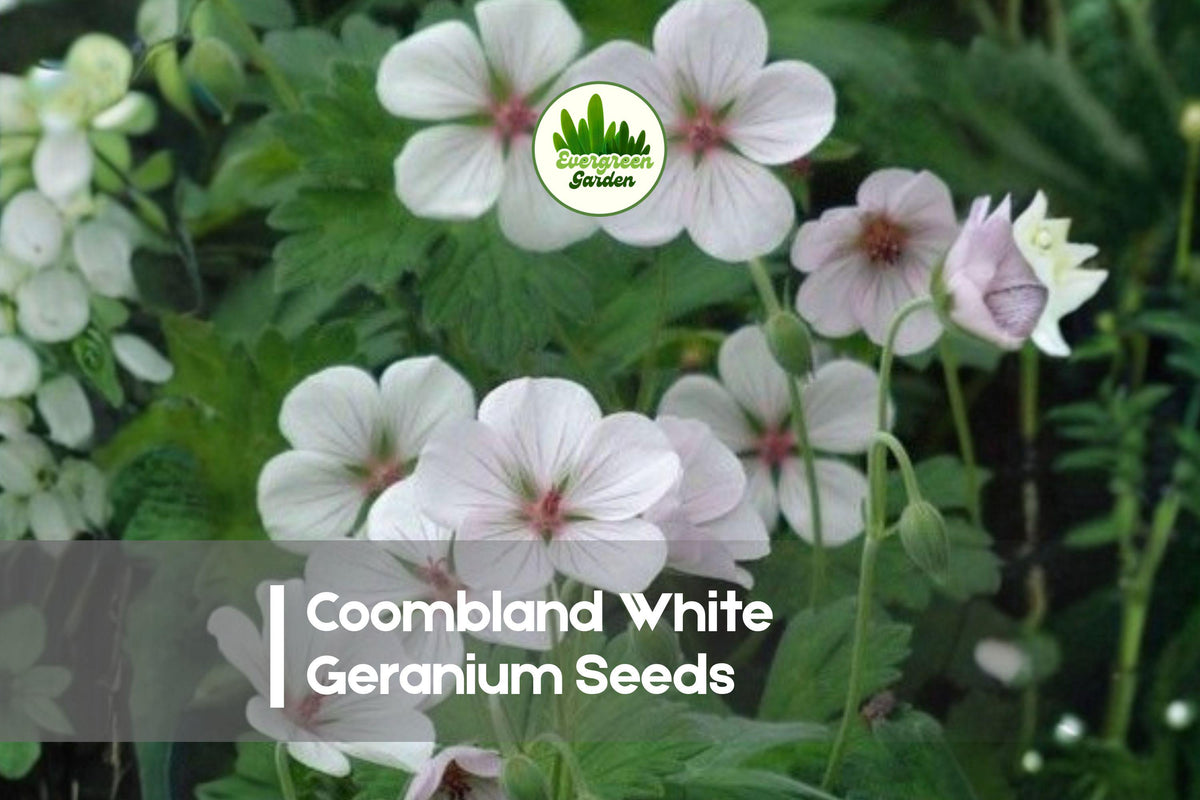 Coombland White Geranium Seeds – Pelargonium x hortorum – White Flower Clusters – Container & Garden Bed Plant Seeds
