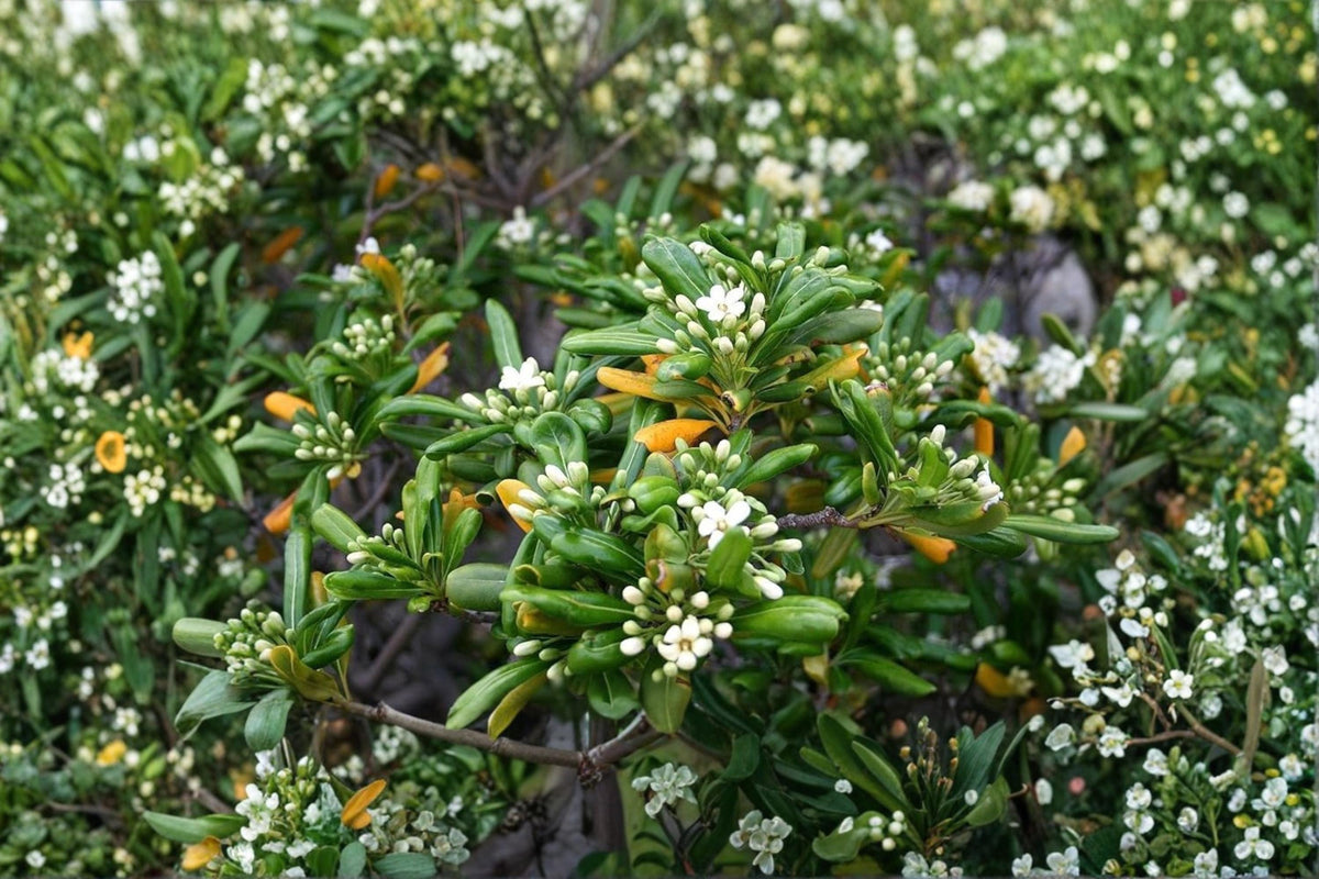 Japanese Cheesewood Seeds – Pittosporum tobira, Evergreen Shrub with Fragrant White Flowers, Hedges & Landscape Border Seeds