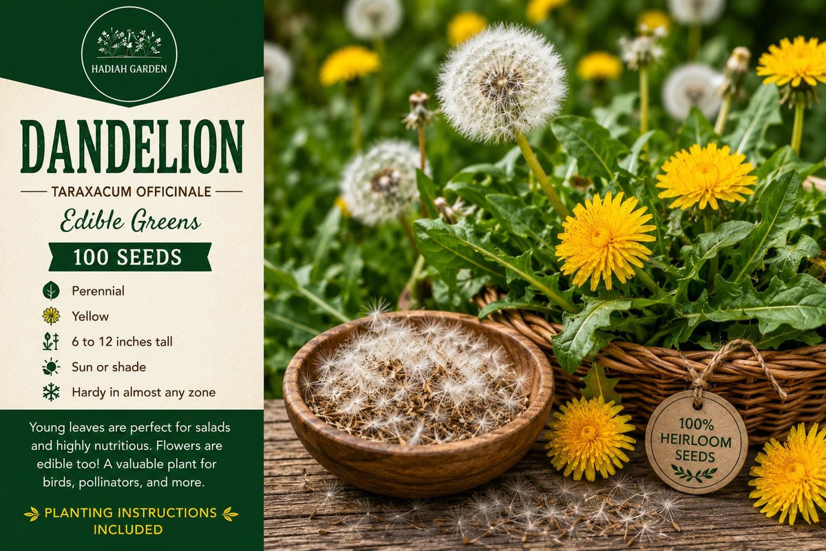 Dandelion Seeds 100 Pack – Taraxacum officinale Perennial Herb for Edible Greens and Bright Yellow Flowers