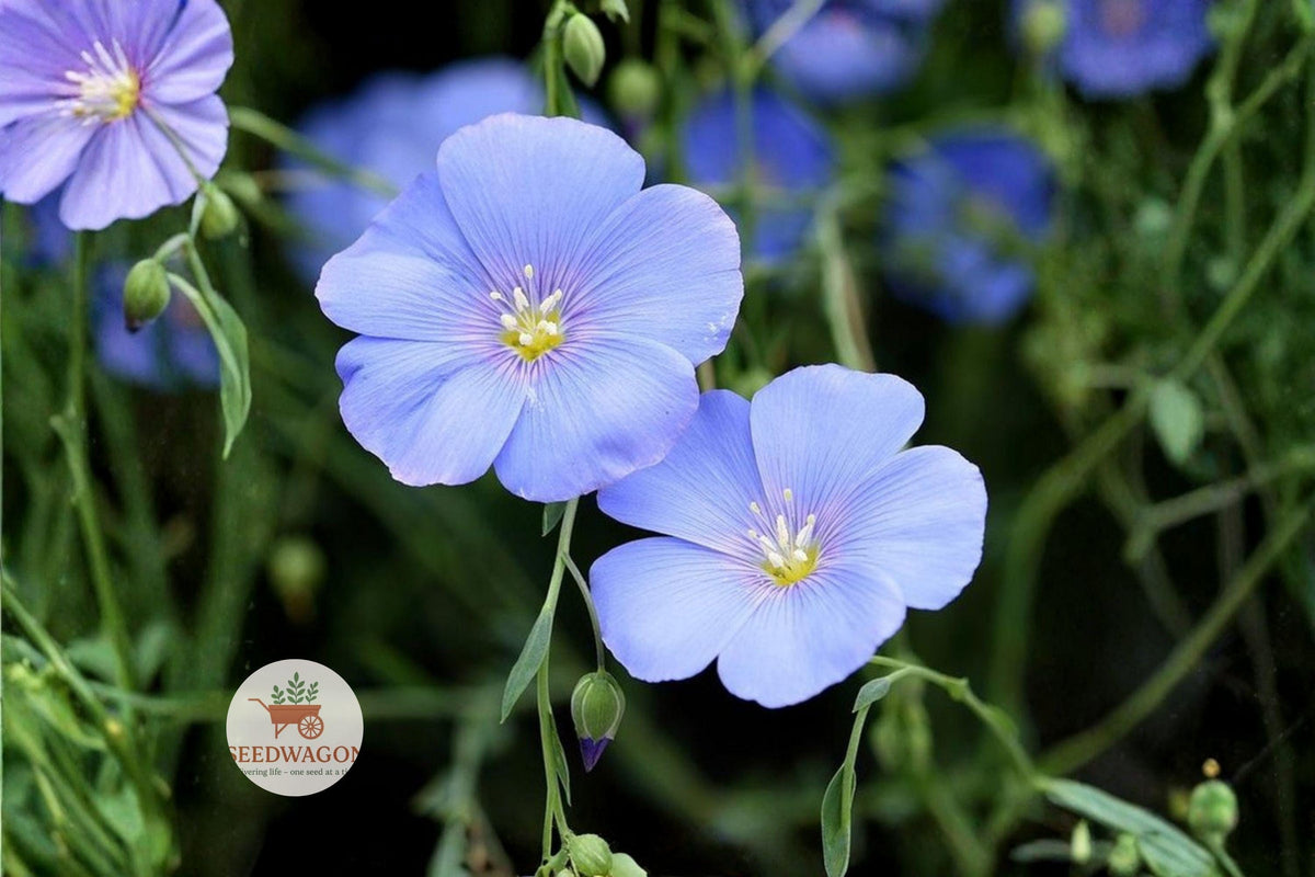 Perennial Blue Flax Seeds – Linum perenne Wildflower for Pollinator Gardens, Meadow & Prairie Planting, 100 Seeds
