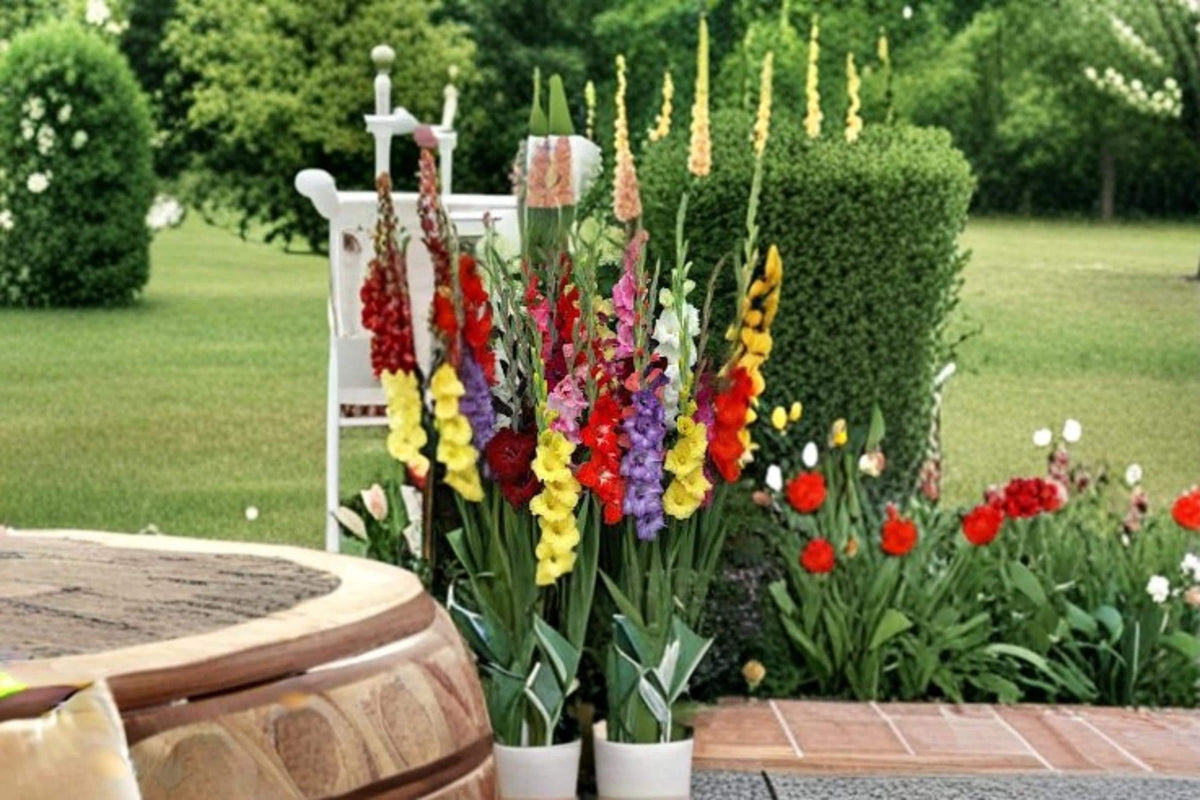 Mixed Gladiolus Bulbs – Garden Flowering Plants, Colorful Blooms, Perennial, Gladiolus spp.