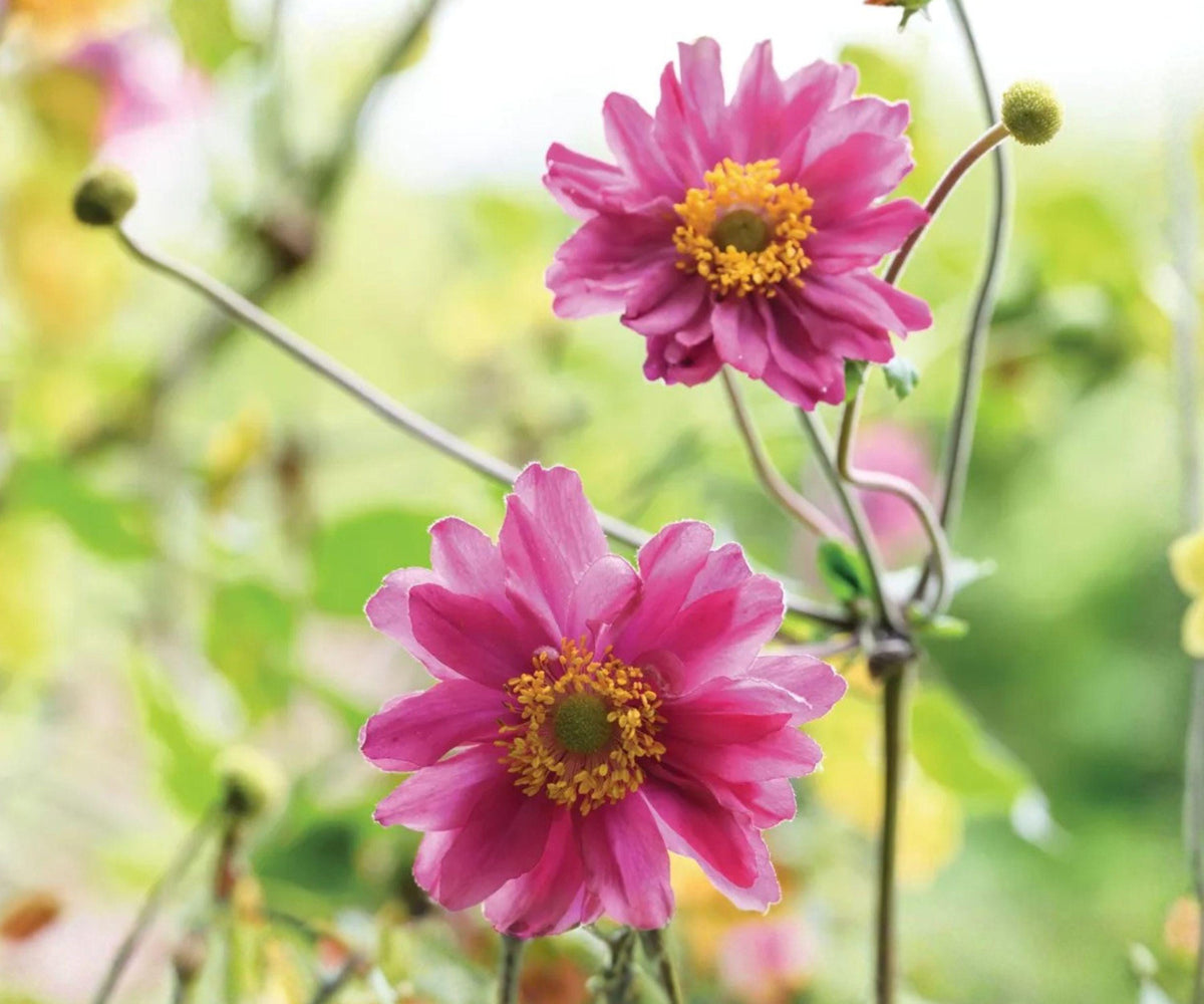 Japanese Anemone Pamina Bare Root Plant – Pink Yellow Blooms, Herbaceous Perennial, Zone 4-8