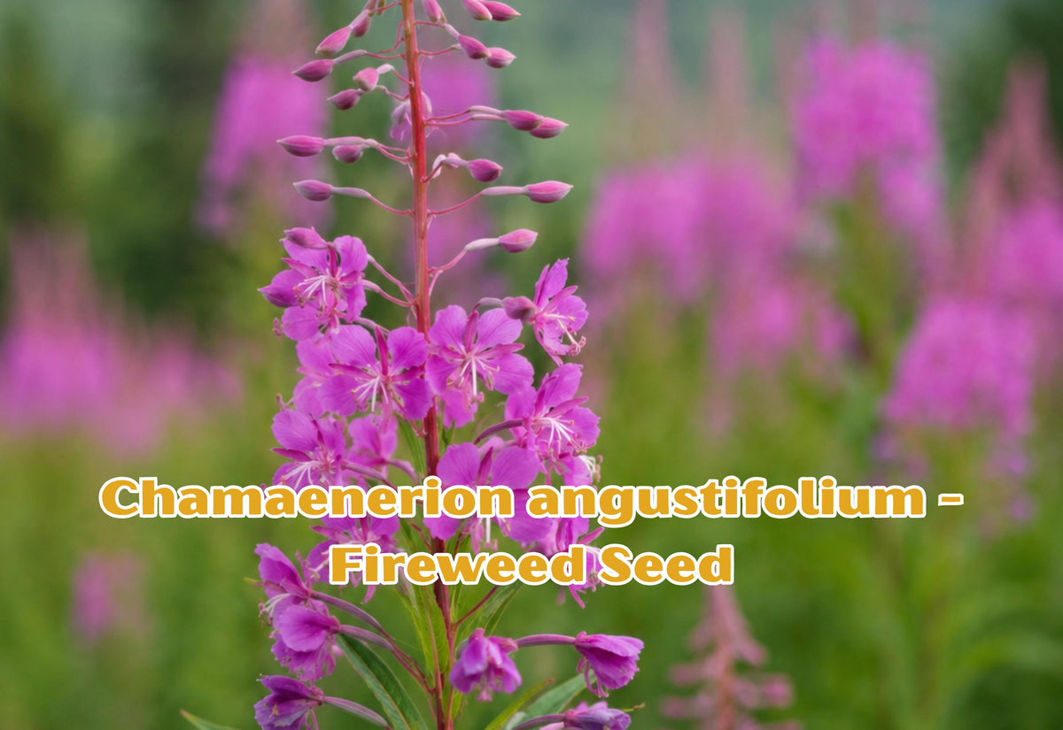 Fireweed Seeds – Pink Purple Perennial Wildflower for Pollinator Gardens – Chamaenerion angustifolium, 500 Seeds