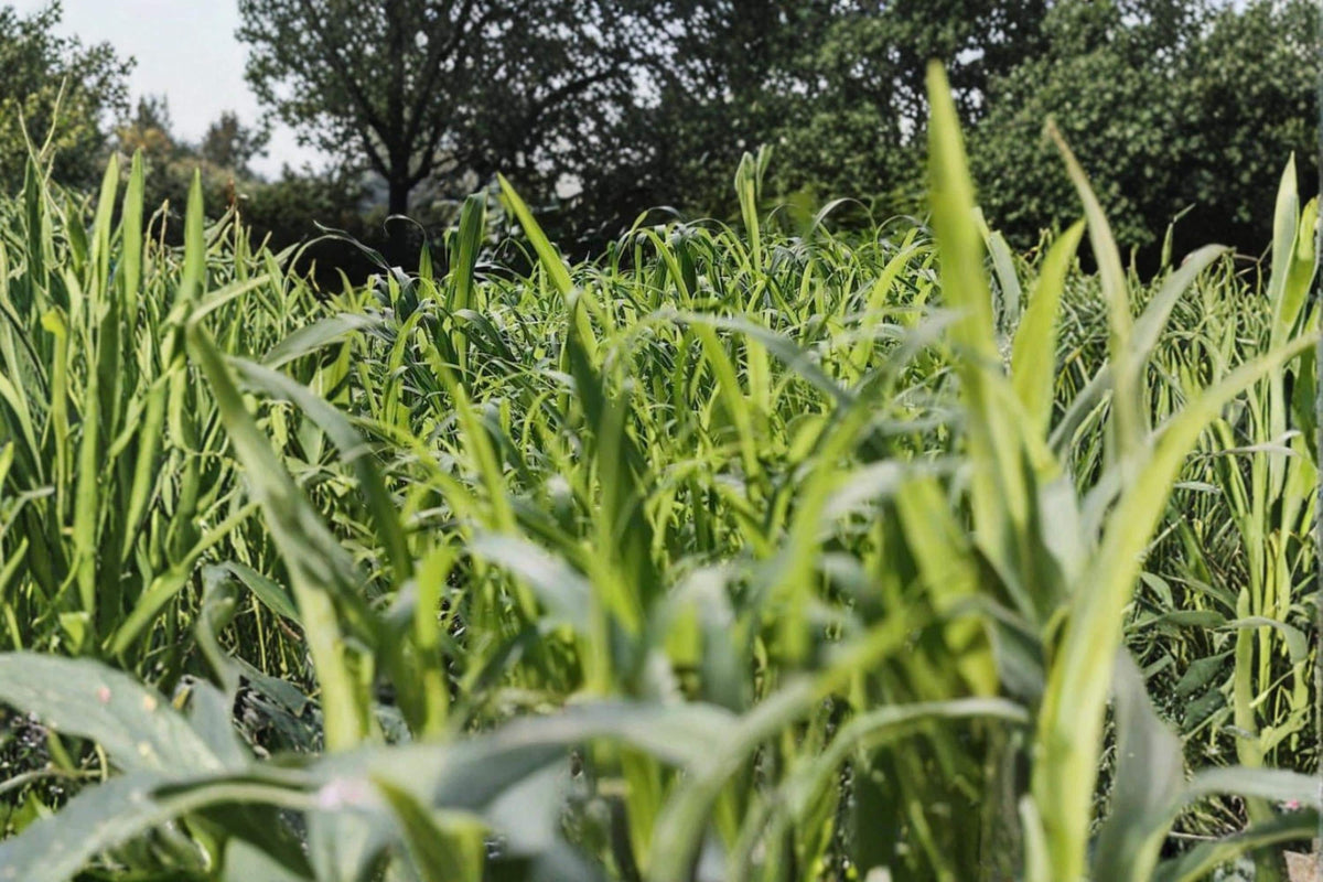 Egyptian Wheat Seeds – Sorghum bicolor Grain Crop for Garden and Field Planting, Annual Grass Seed