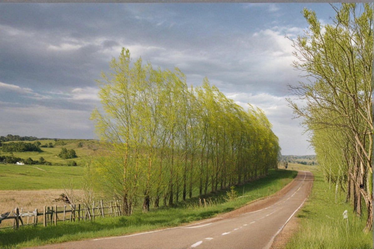 Austree Willow Cuttings – Salix spp. – Deciduous Fast-Growing Shade and Screening Tree