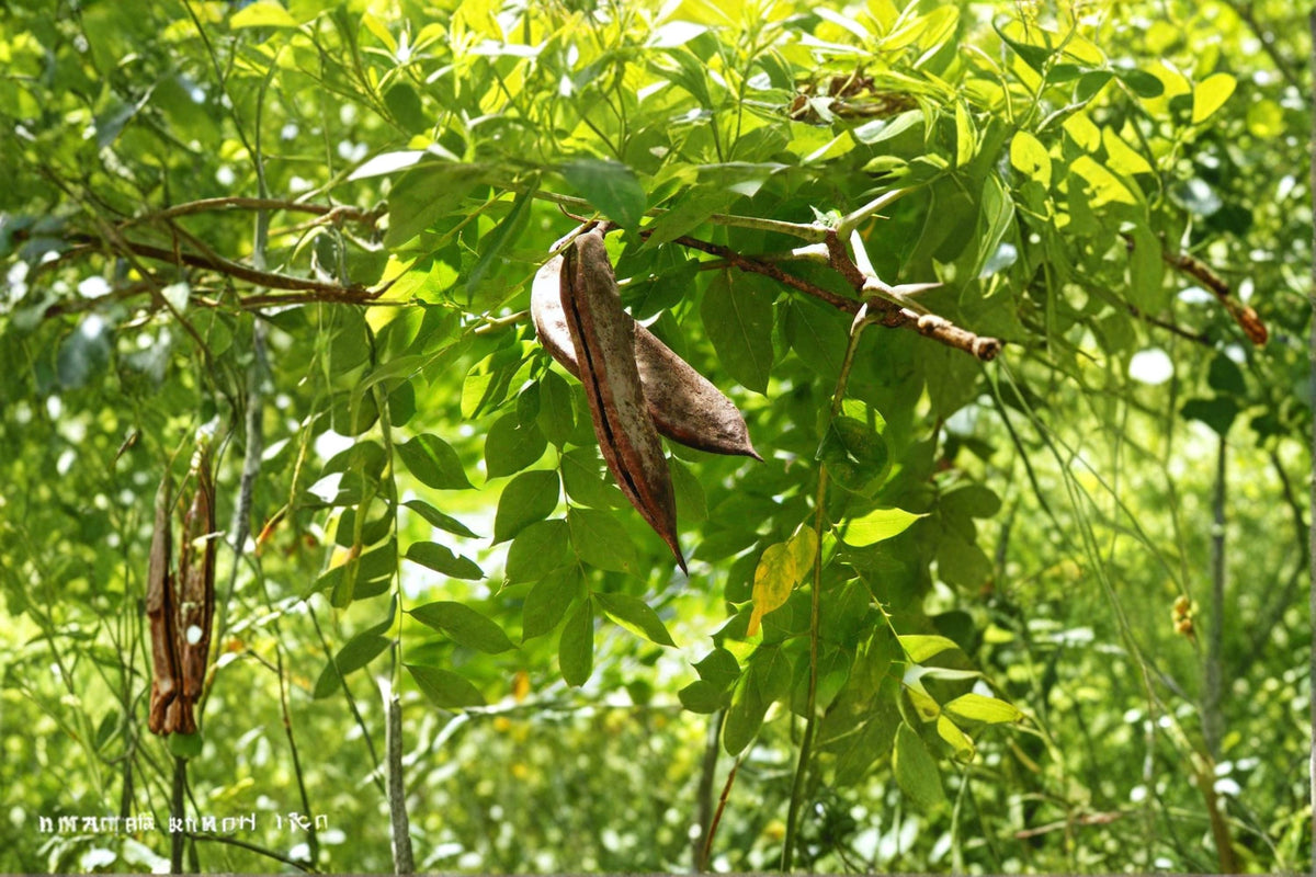 Kentucky Coffee Tree Seeds – Gymnocladus dioicus – Native Deciduous Shade Tree with Large Foliage & Ornamental Seed Pods