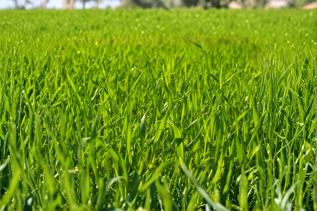 Perennial Ryegrass Seeds, Premium Lolium perenne, Cool-Season Lawn & Landscaping Grass, Fast-Establishing Ground Cover