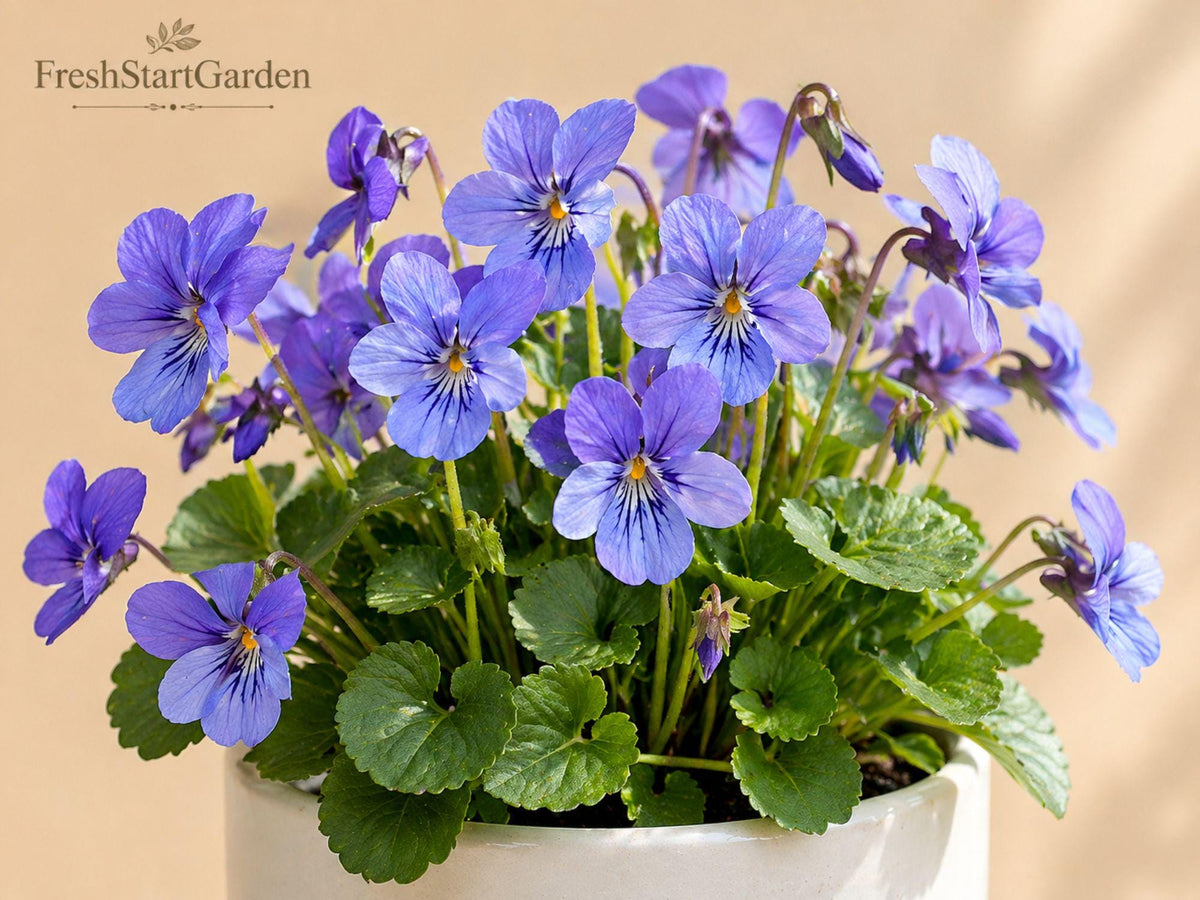 Blue Garden Violet Bare Root Viola sororia Perennial Ground Cover – Native Shade Plant for Woodland Gardens