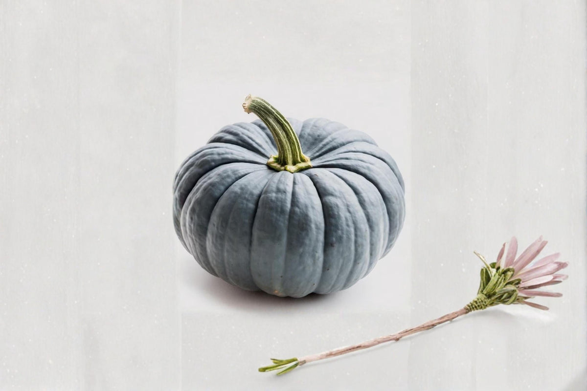 Blue Jarrahdale Pumpkin Seeds – 20 Heirloom Vegetable Vine Seeds for Planting – Exotic Blue Gray Pumpkin – Cucurbita maxima