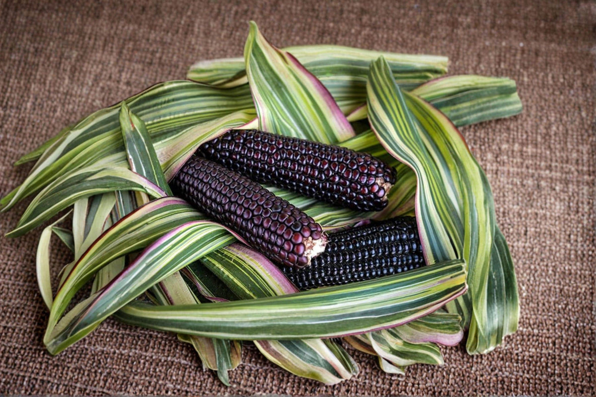 Candy Striped Corn Seeds – Rainbow Japonica Ornamental Corn – 10 Non-GMO Seeds for Garden Planting