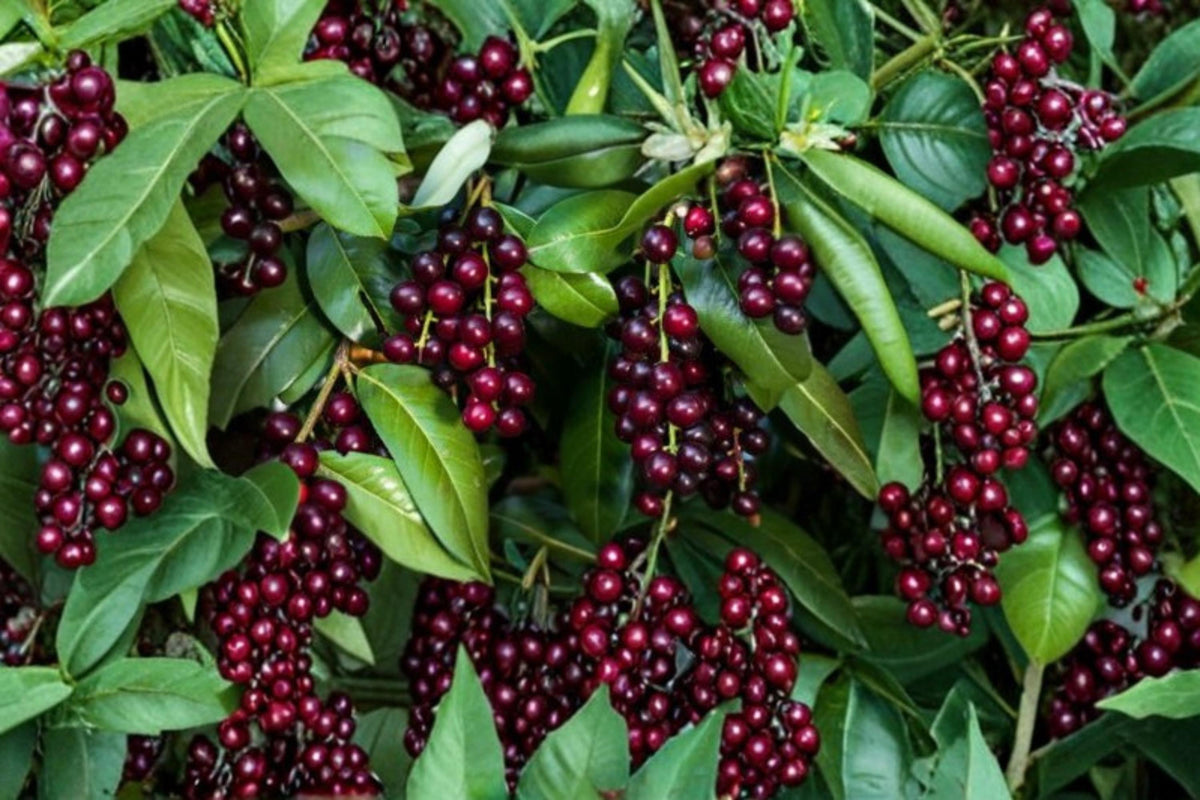Black Cherry Tree Seeds – 25 Prunus serotina Native Deciduous Ornamental Fruit Tree for Landscaping and Wildlife Gardens