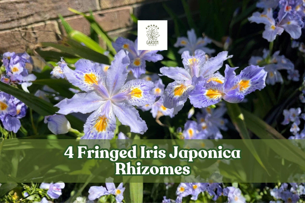 4 Fringed Iris Rhizomes - Iris japonica, Purple Walking Iris Perennial for Shade Gardens, Woodland & Cottage Gardens
