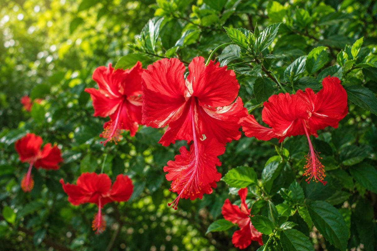 Tropical Hibiscus Plant - Single Bloom Cream Pink Yellow - Hibiscus rosa-sinensis - Garden, Patio, Container