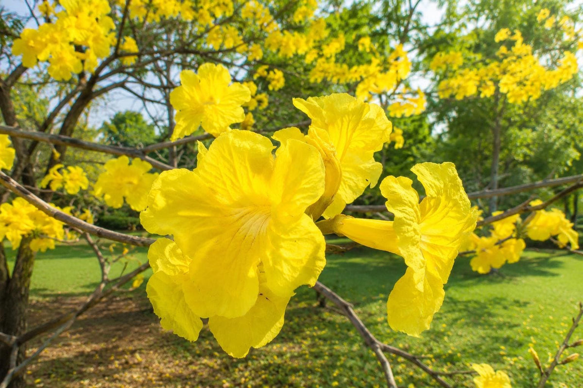 Golden Trumpet Tree Plant - Tropical Yellow Flowering Shrub - Tabebuia chrysotricha for Garden, Landscape & Patio