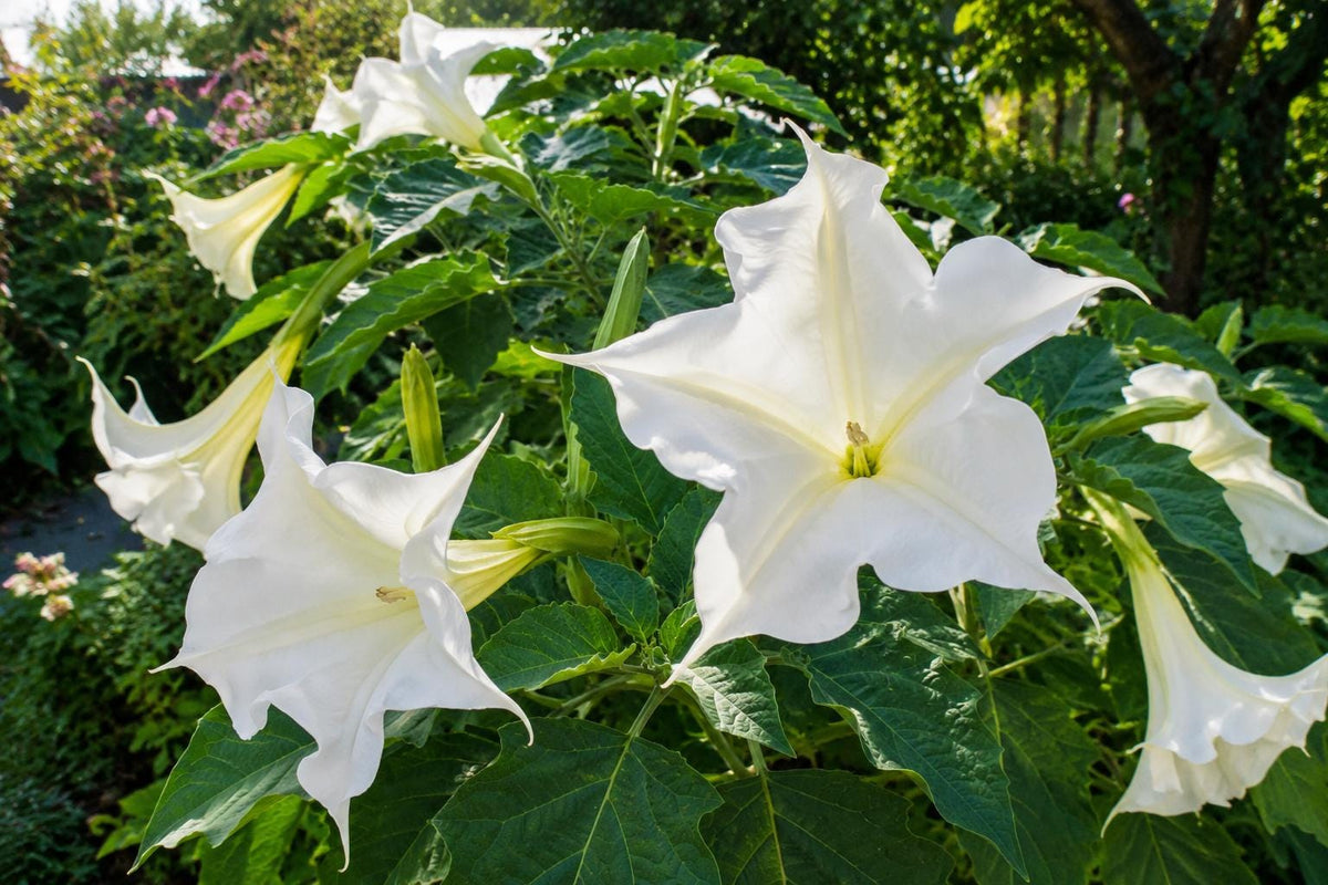 Casa Blanca Lily Bulbs 5 Pack - Fragrant White Lilium ‘Casa Blanca’ for Garden, Border, or Cut Flowers