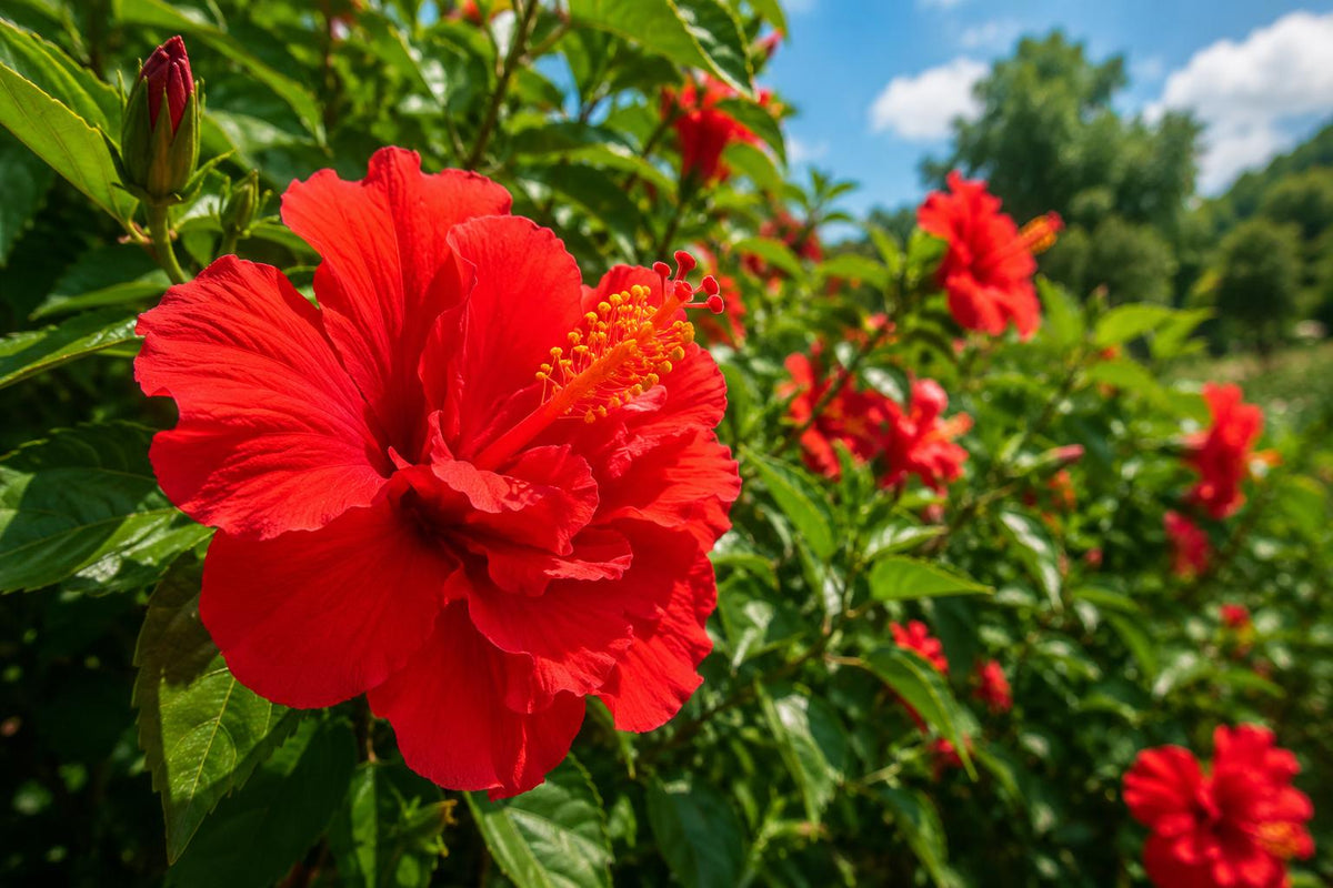 Double Red Tropical Hibiscus Bush Live Plant - Hibiscus rosa-sinensis for Landscape Gardening