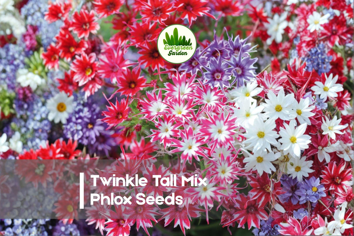 Twinkle Tall Mix Phlox Seeds – Vibrant Star-Shaped Flowers, Attracts Pollinators, Easy to Grow, Phlox drummondii, 100+ Seeds
