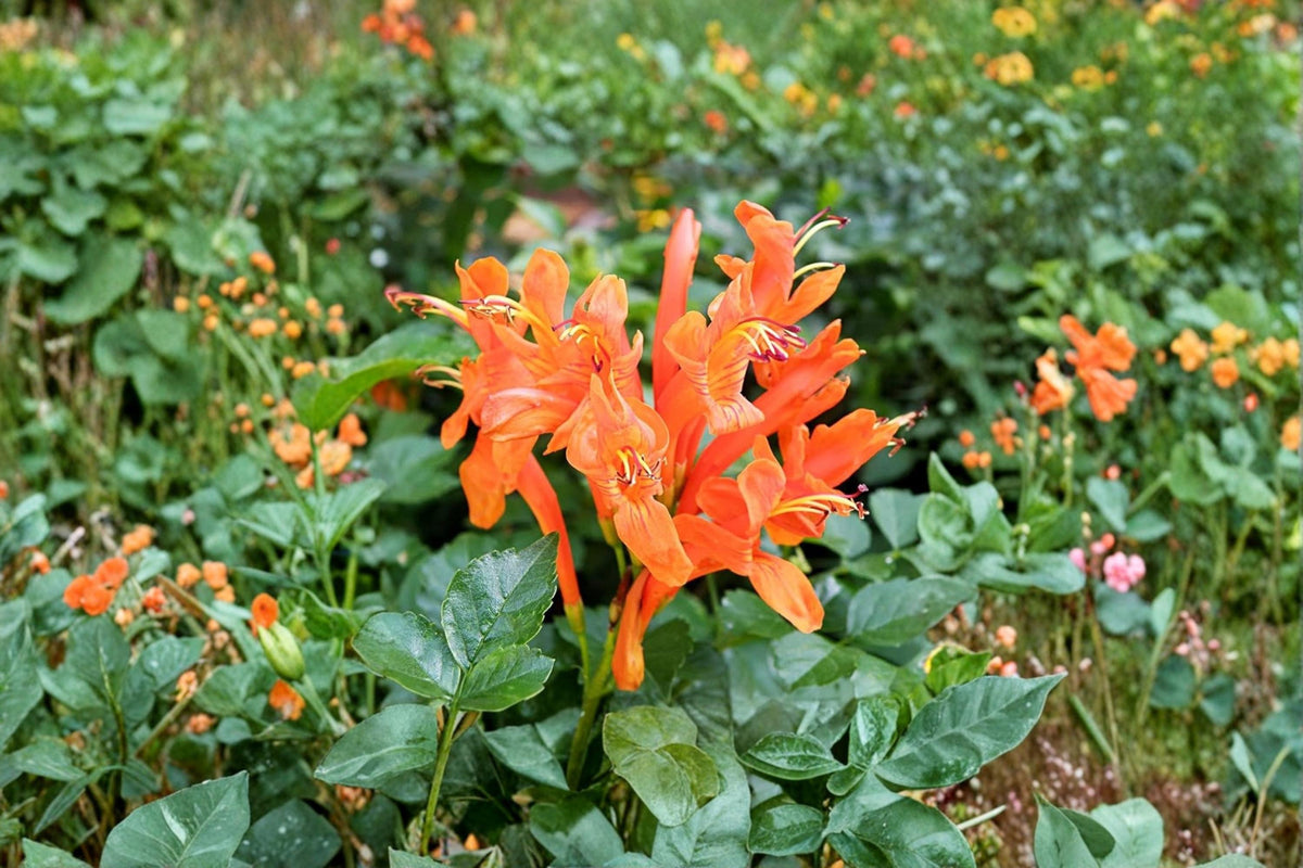Red Trumpet Bush Seeds – Tecoma capensis – Ornamental Flowering Shrub for Gardens & Hedges