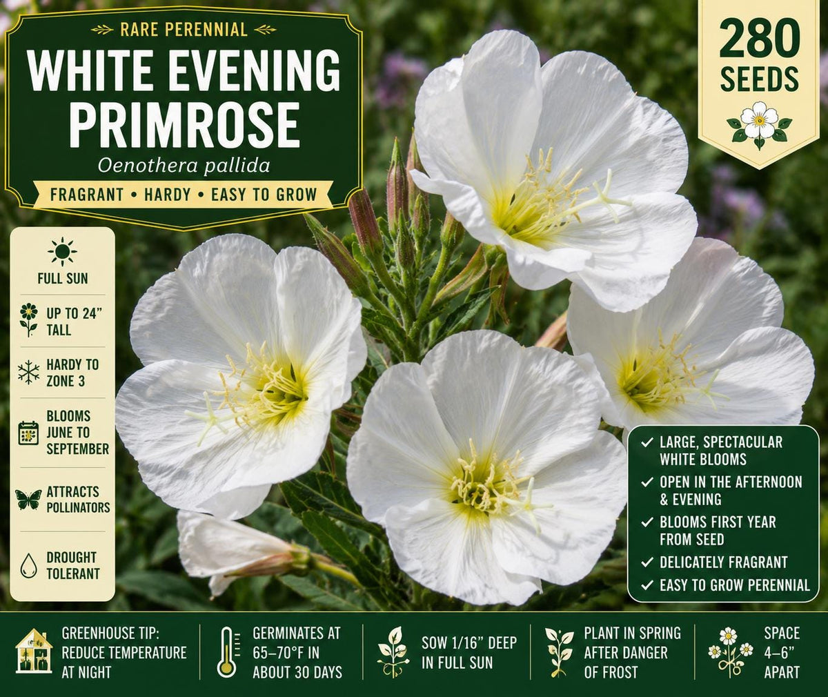White Evening Primrose Seeds 280 Oenothera pallida Perennial Wildflower for Gardens, Borders & Pollinators
