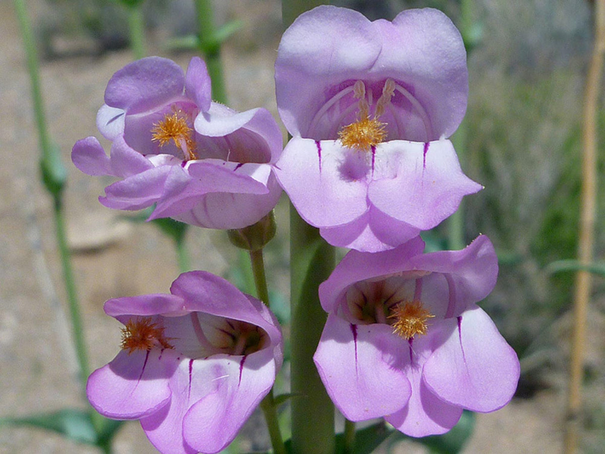 50 Penstemon palmeri Seeds – Wildflower Seeds for Pollinator Gardens, Tropical Foliage, Coastal Landscape, Exotic Plant Collection