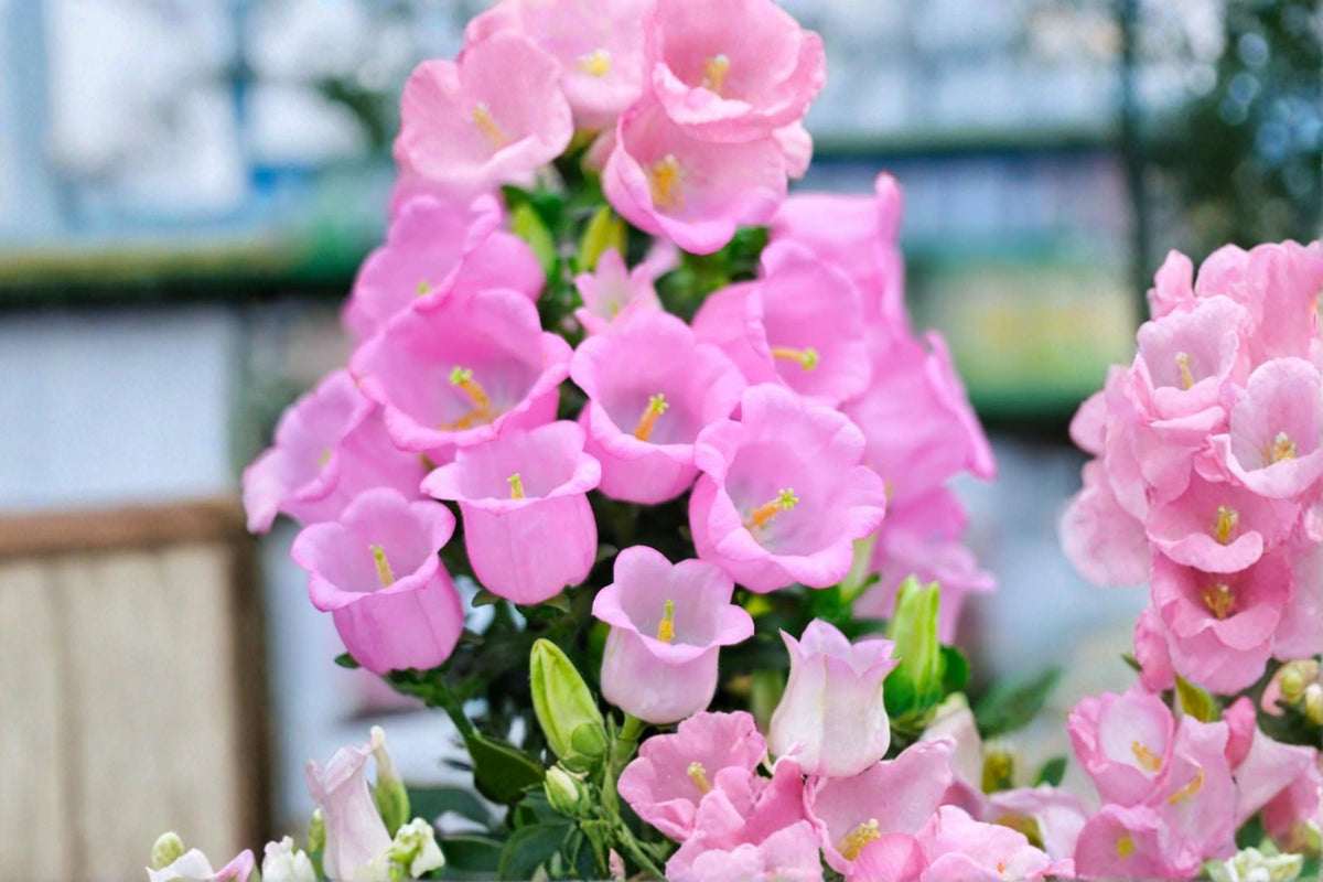 Pink Bellflower Seeds – Campanula medium, Flowering Plant, Pink Bell-shaped Blooms, Garden Seeds for Outdoor Planting