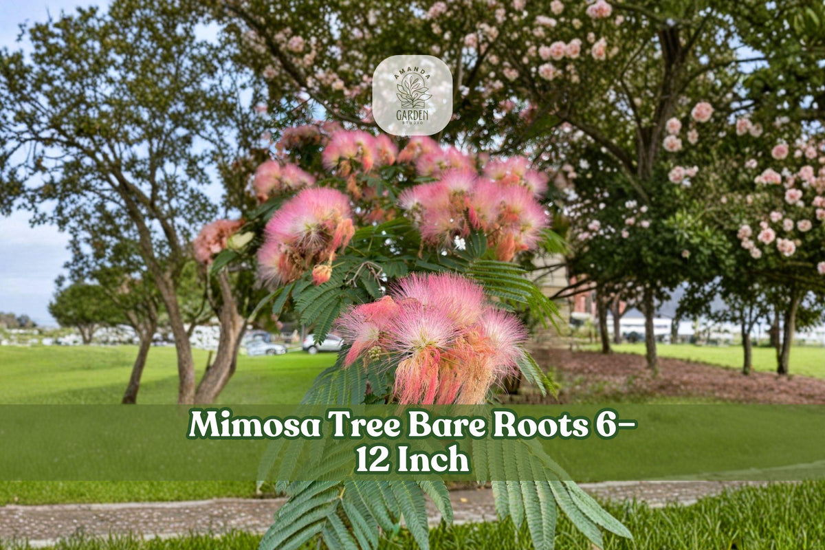Bare Root Mimosa Tree Seedlings – Albizia julibrissin, Pink Flowers, Fern-Like Foliage, 6–12 Inches, Ornamental Landscape Tree