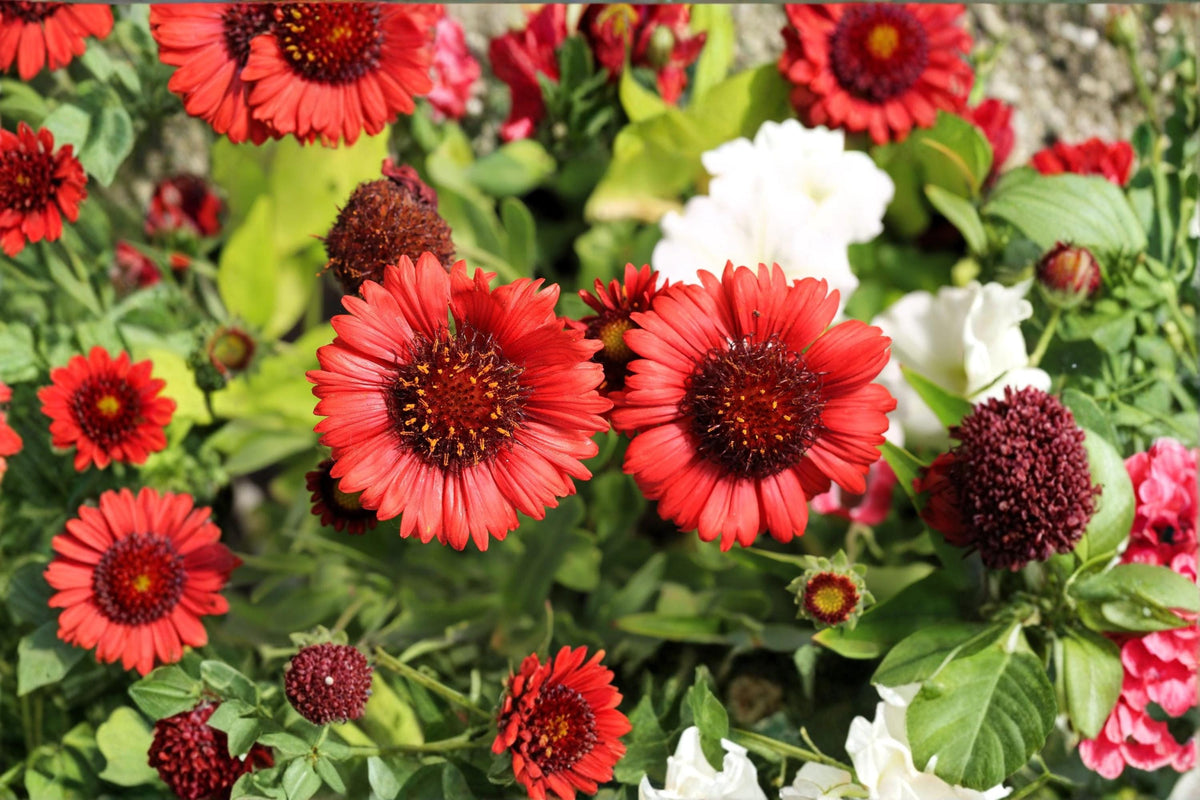 Blanket Flower Seeds – Gaillardia aristata – Drought-Tolerant Perennial Garden Flowers with Vibrant Red, Orange, Yellow Blooms